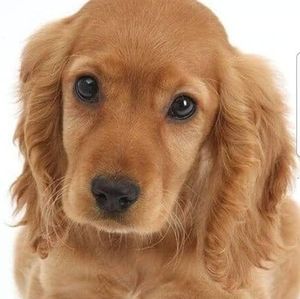 Meet your Posher, Cruz